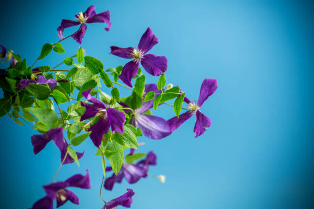 beautiful blooming clematis isolated on a blue background