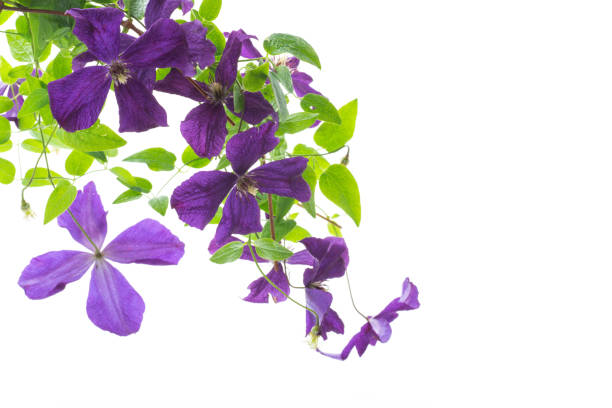 istock beautiful blooming clematis on a white background 1408672224