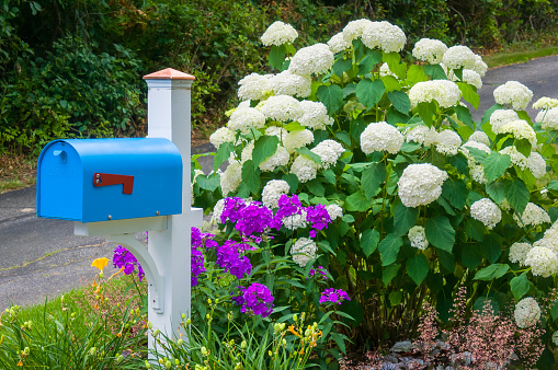 A blue  residential mailbox on a white post is surrounded by white hydrangea and purple phlox on a Cape Cod roadway.