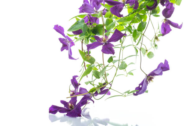 beautiful blooming clematis isolated on a white background