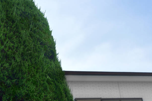 istock House Roof,Tree & Blue Sky 1408672477