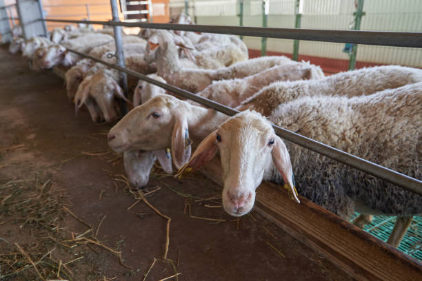 close up sheep resting in farm
