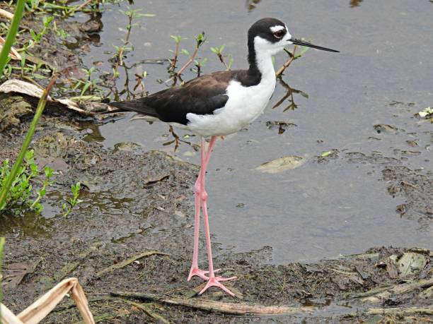istock Black-necked Stilt (Himantopus mexicanus)  in the wetlands 1408673063