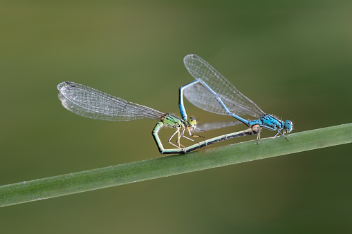 During fertilization, two feather dragonflies form a so-called love heart with their bodies. The background is green.