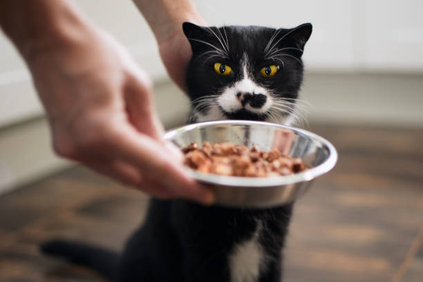 Pet owner feeding his hungry cat stock photo