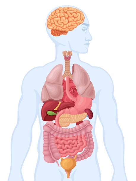 diagramm des menschlichen körpers und der organe. menschliche anatomie. - dickdarm verdauungstrakt grafiken stock-grafiken, -clipart, -cartoons und -symbole