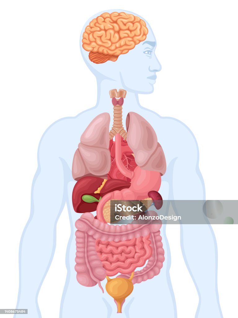 Human Organs Diagram Biology Diagrams
