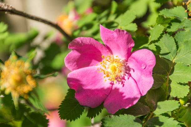 istock Bright pink rose with a drop of dew 1408676634