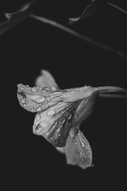 Nasturtium flower after the rain stock photo