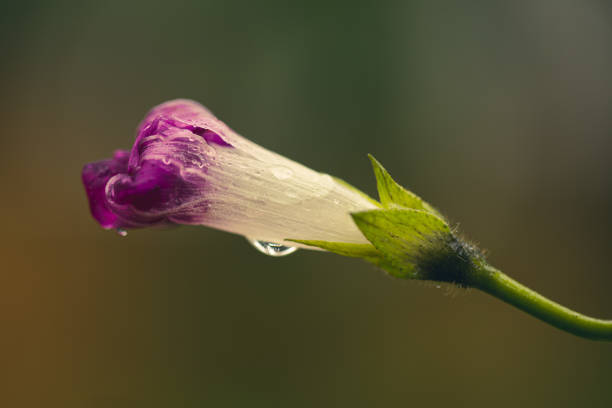 Morning Glory after the rain stock photo