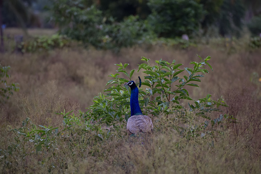 A peacock standing in the forest, looking away and seeking companion.