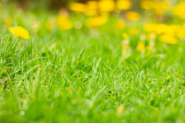 istock Green grass lawn field background 1408677643