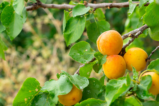 Close-up of the fruit of an apricot tree on a rural farm on Lemnos Greece.
