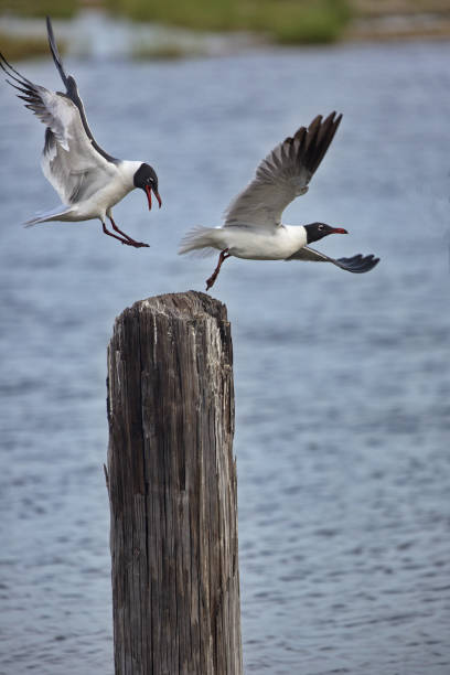Playful Laughing Gulls at Cedar Point Pier in Alabama
