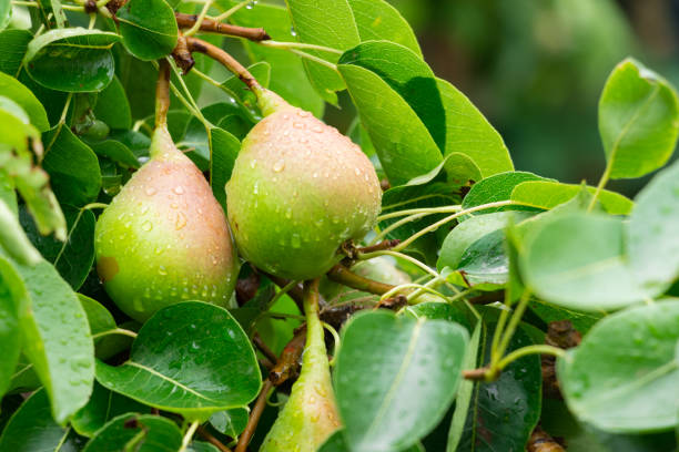 istock Pear tree on a rural farm on Lemnos Greece 1408677756