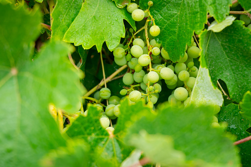 Foliage in Lambrusco Grasparossa vineyard with color contrast between red leaves and the dark bunch of grapes