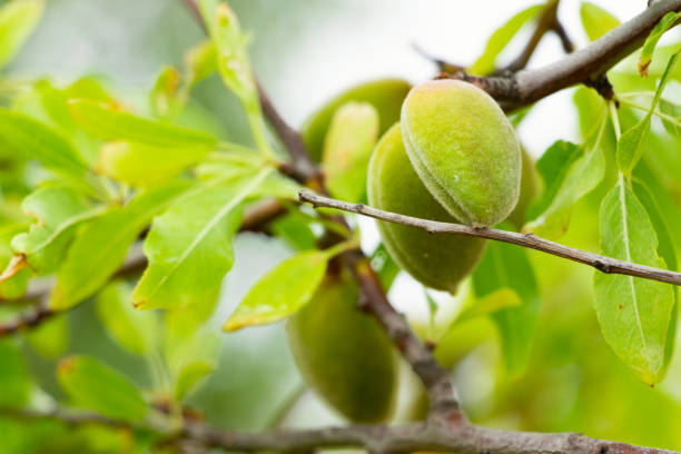 Close-up of the fruit of an almond tree on a rural farm on Lemnos Greece.