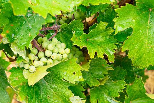 White grapes on a vine on a rural farm on Lemnos Greece.