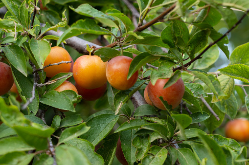 A large branch with lots of plums. Plum fruits on a branch. Growing plums in a plum orchard. Prunus domestica.