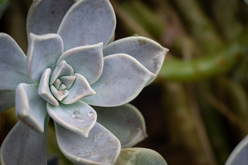 A close-up image of the Gray Ghost succulent plant, or Graptopetalum paraguayense.