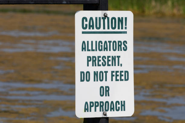 istock Alligators Caution Sign at Big Slough Recreation Area in Texas 1408679166