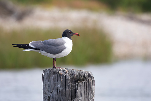Adult Laughing Gull perched on weathered wood piling at Mobile Bay in Alabama is a natural coastal memory