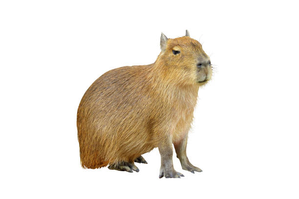 Capybara Capybara isolated on white background. capybara stock pictures, royalty-free photos & images