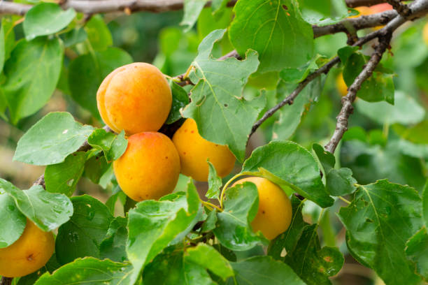 Apricot tree on a rural farm on Lemnos Greece stock photo