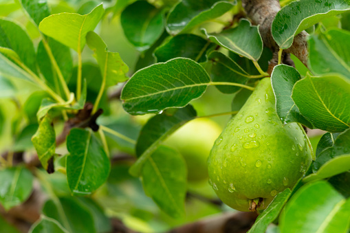 Close-up of the fruit of a pear tree on a rural farm on Lemnos Greece.