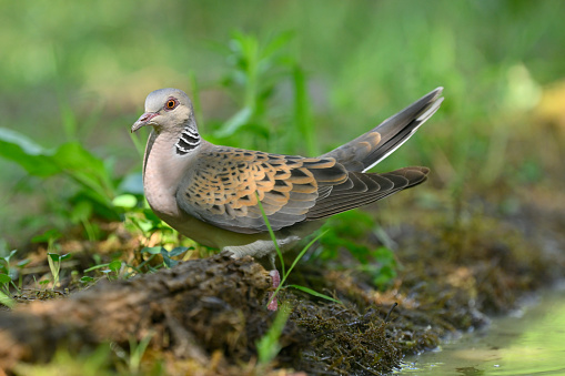 Turtle dove (Streptopelia turtur)