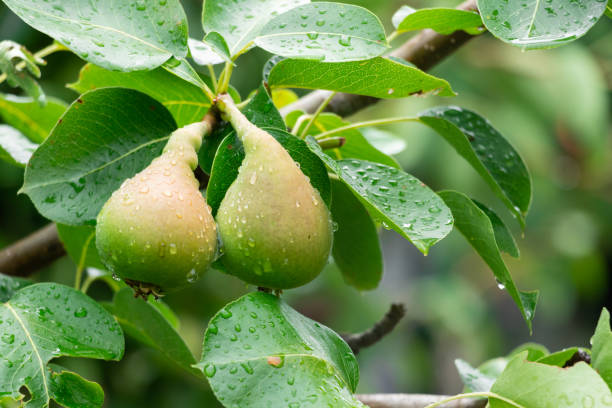 istock Pear tree on a rural farm on Lemnos Greece 1408680315