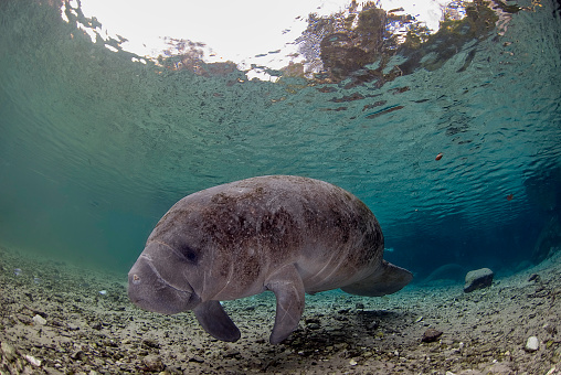 Huge manatee swimming close to Miami marina.