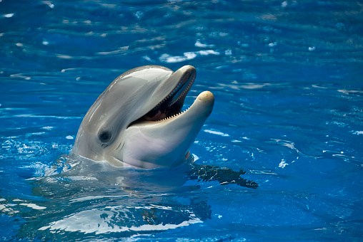 Bottlenose dolphin in the surface of a pool with the mouth open