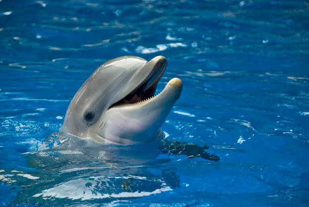 cabeça de um golfinho tursiops truncatus saindo na superfície - dolphin aquarium bottle nosed dolphin smiling - fotografias e filmes do acervo