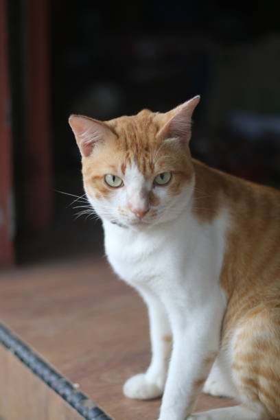 gatto zenzero - domestic cat animals feeding pet food food foto e immagini stock