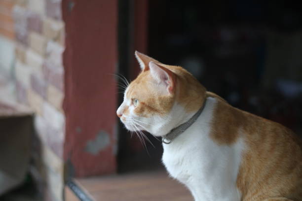 gatto zenzero - domestic cat animals feeding pet food food foto e immagini stock