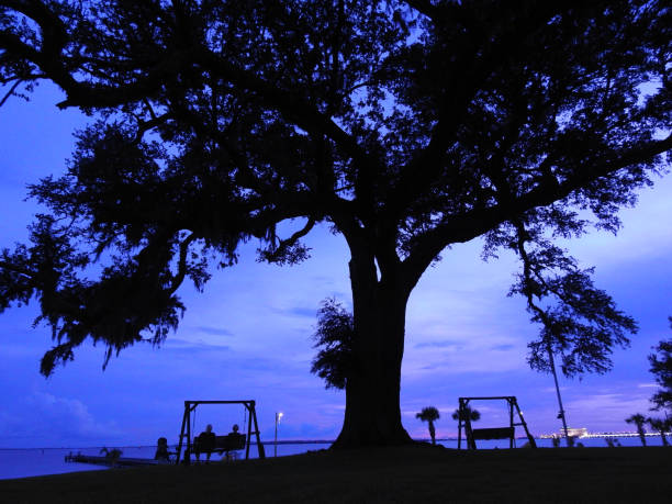A swing on two ropes is hanging from an old oak tree in a sunny garden setting