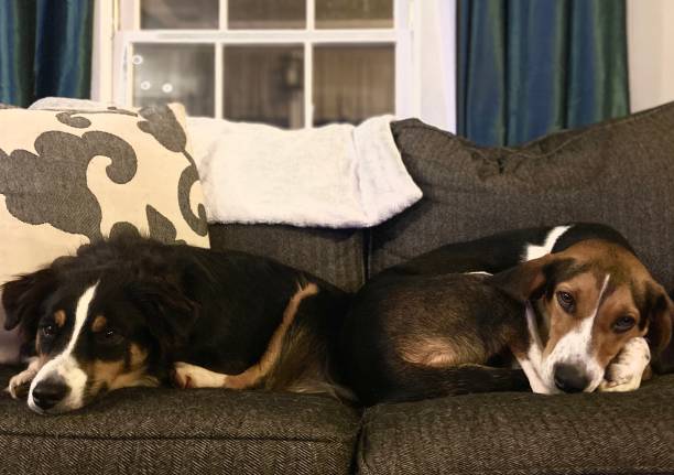 istock An Australian Shephard dog and a Treeing Walker Coonhound dog resting on a sofa 1408681645