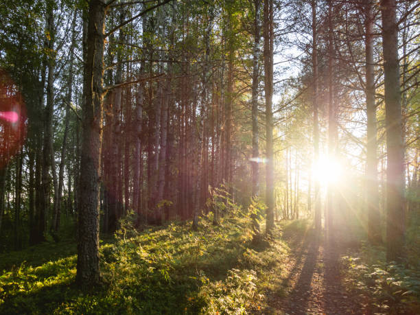 istock Sunset in forest. Sun shines between tree trunks. Summer in countryside. 1408682292