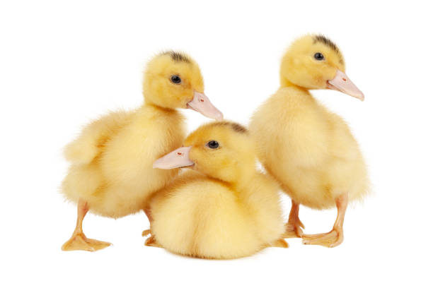 istock Three cute ducklings on a white background, young mulards. 1408682490