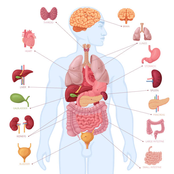 인간의 해부학. 인포그래픽 요소. 남성의 몸. - 내부 기관 stock illustrations
