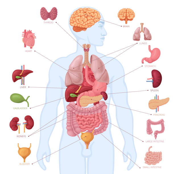 Human anatomy. Infographic elements. Male body. Human anatomy. Infographic elements. Male body. internal organ stock illustrations