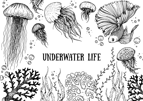 Underwater life. Hand drawn sketch. Vector illustration. Seaweed, jellyfish and coral, engraved illustration. Design template. Underwater world hand drawn.