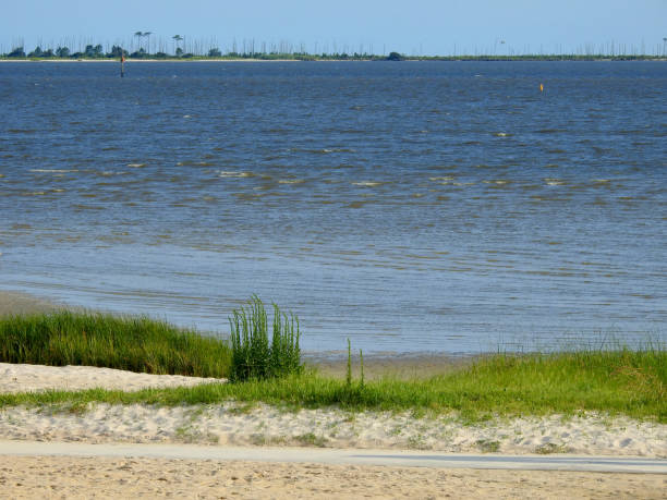 Marsh land Reeds and Grass on Beach Waterfront