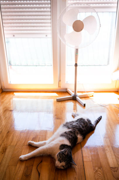 istock Cat enjoying fan cooling effect on hot summer day 1408684370