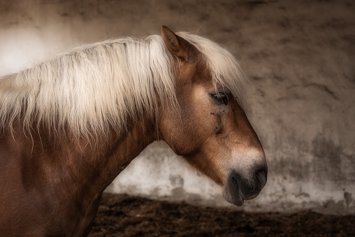 Headshot of a brown horse's head and white mane in a farm stable.