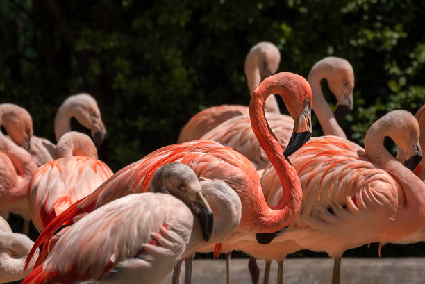 istock Pink flamingos close-up 1408684901