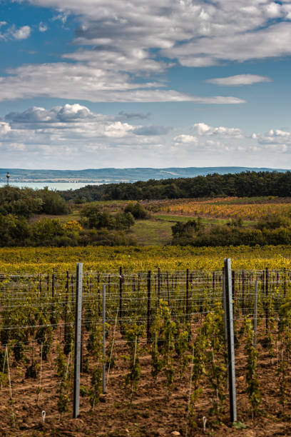 istock Vine rows at the Lake Balaton 1408684903