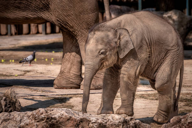 istock Baby elephant with mother 1408684927
