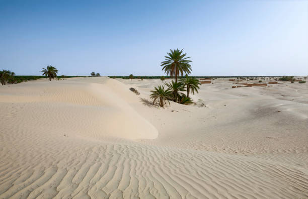 dune di sabbia bianca e rovine spettrali di zaafrane e palme vicino a douz in tunisia / nord africa - zaafrane foto e immagini stock